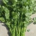 【牛商商家】香菜，大叶香菜出售中，欢迎客商来选购