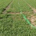 【牛商商家】香菜，大叶香菜出售中，欢迎客商来选购