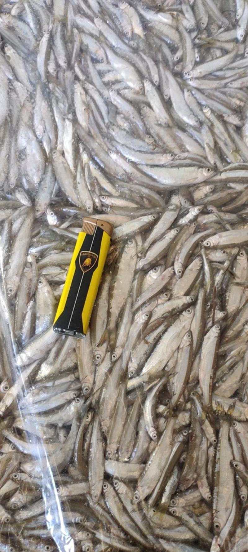 饲料小兰刀