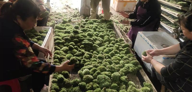 苔藓