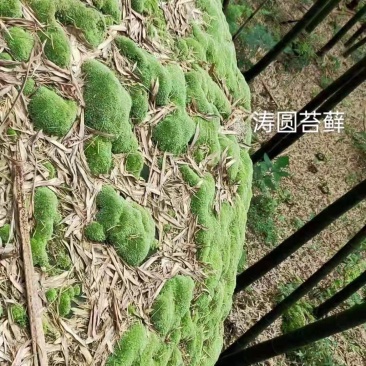 苔藓