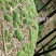 苔藓