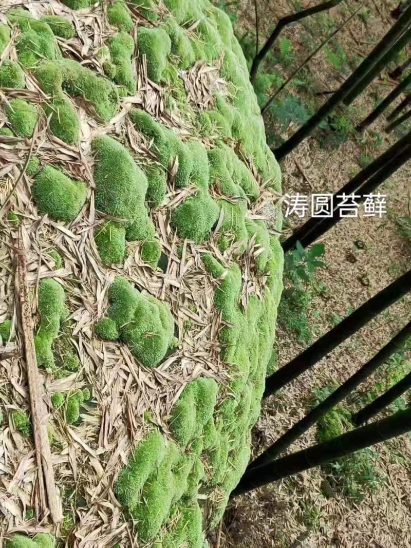 苔藓