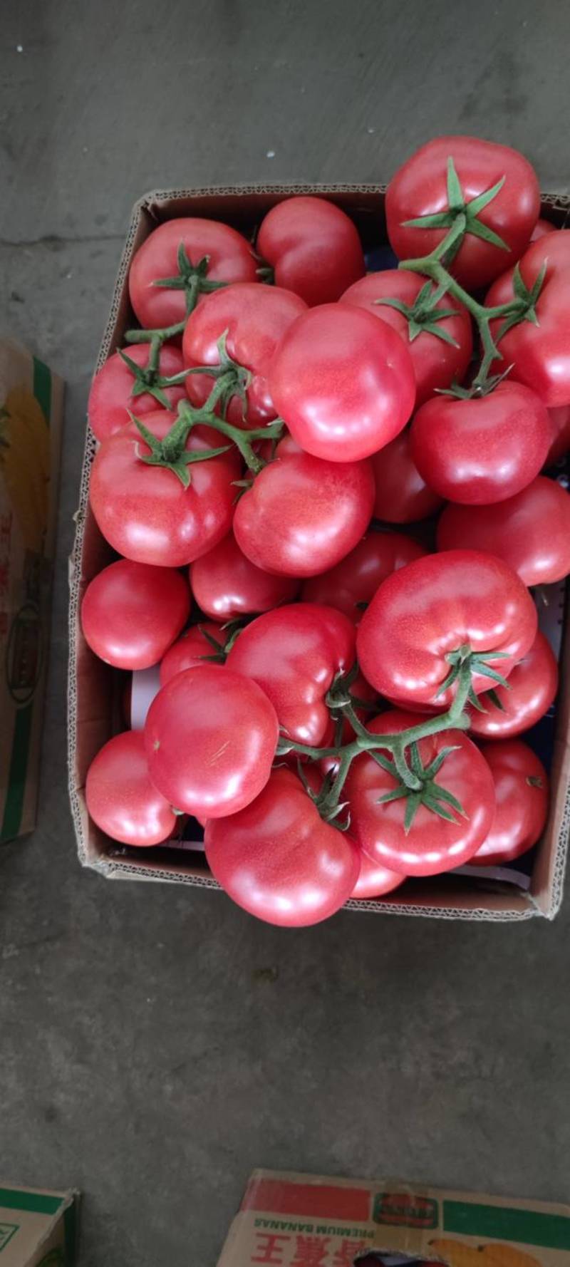 江苏连云港西红柿，精品西红柿串果大量有货，果型颜色鲜