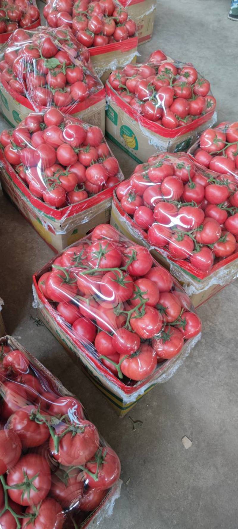 江苏连云港西红柿，精品西红柿串果大量有货，果型颜色鲜