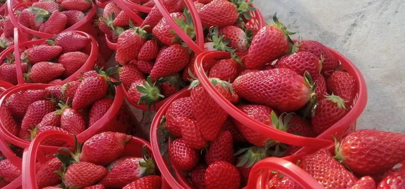 云南草莓，量大从优。