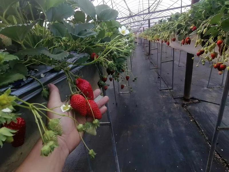 云南草莓，量大从优。