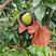 四川三红柚，套袋果、基地直发，一手货源，支持全国代发，