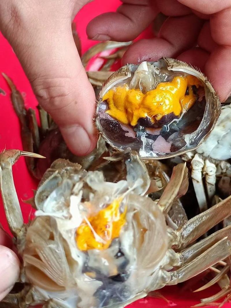 精品挑膏49规格，只只过手只只满黄，满黄满膏