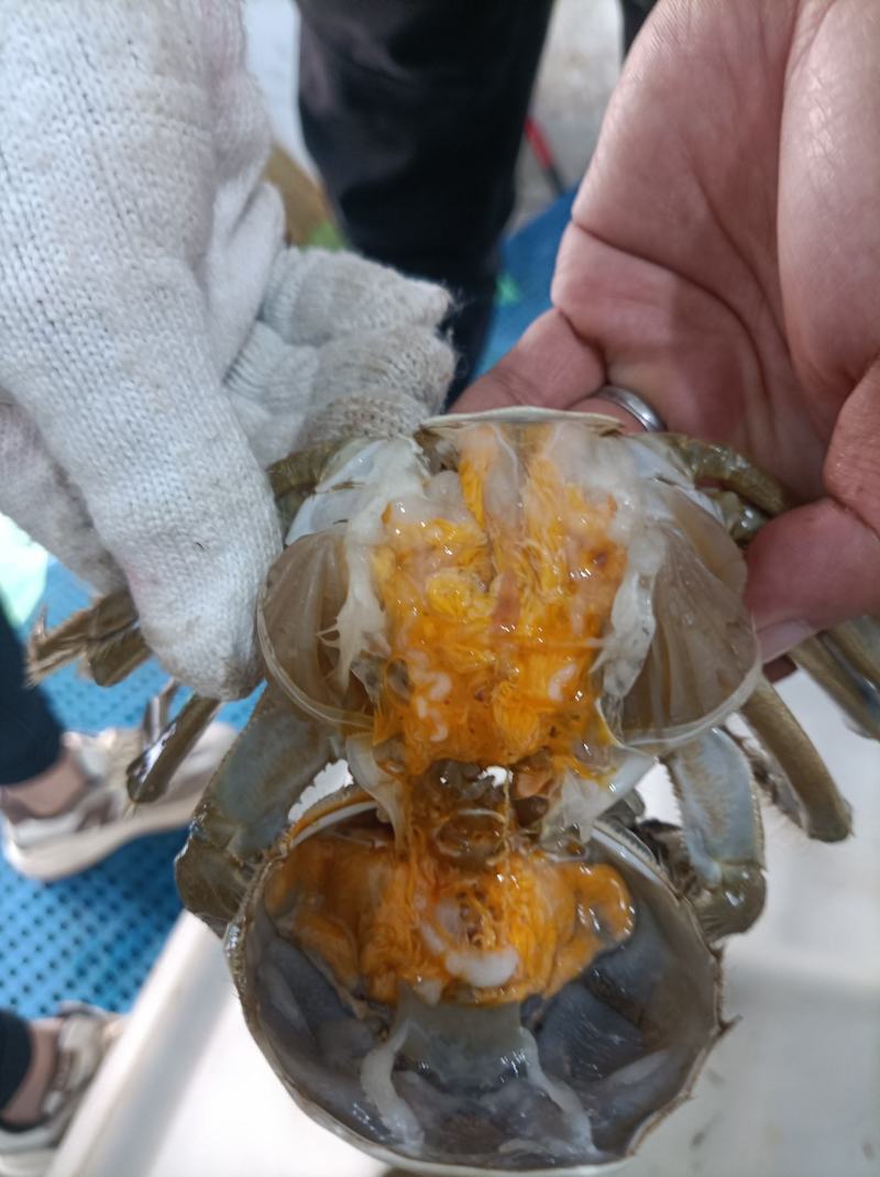 精品挑膏49规格，只只过手只只满黄，满黄满膏