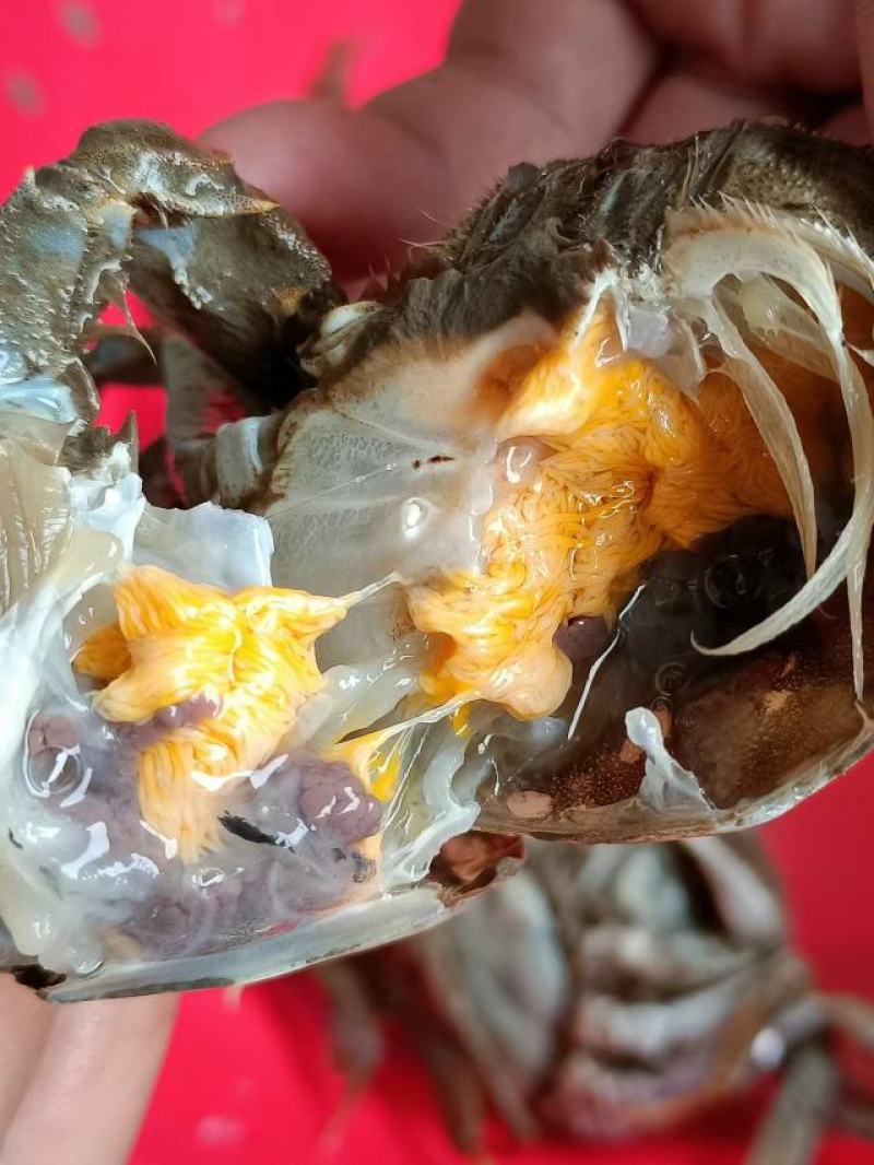 精品挑膏49规格，只只过手只只满黄，满黄满膏