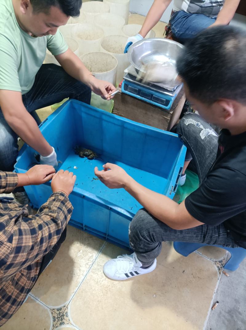精品挑膏49规格，只只过手只只满黄，满黄满膏