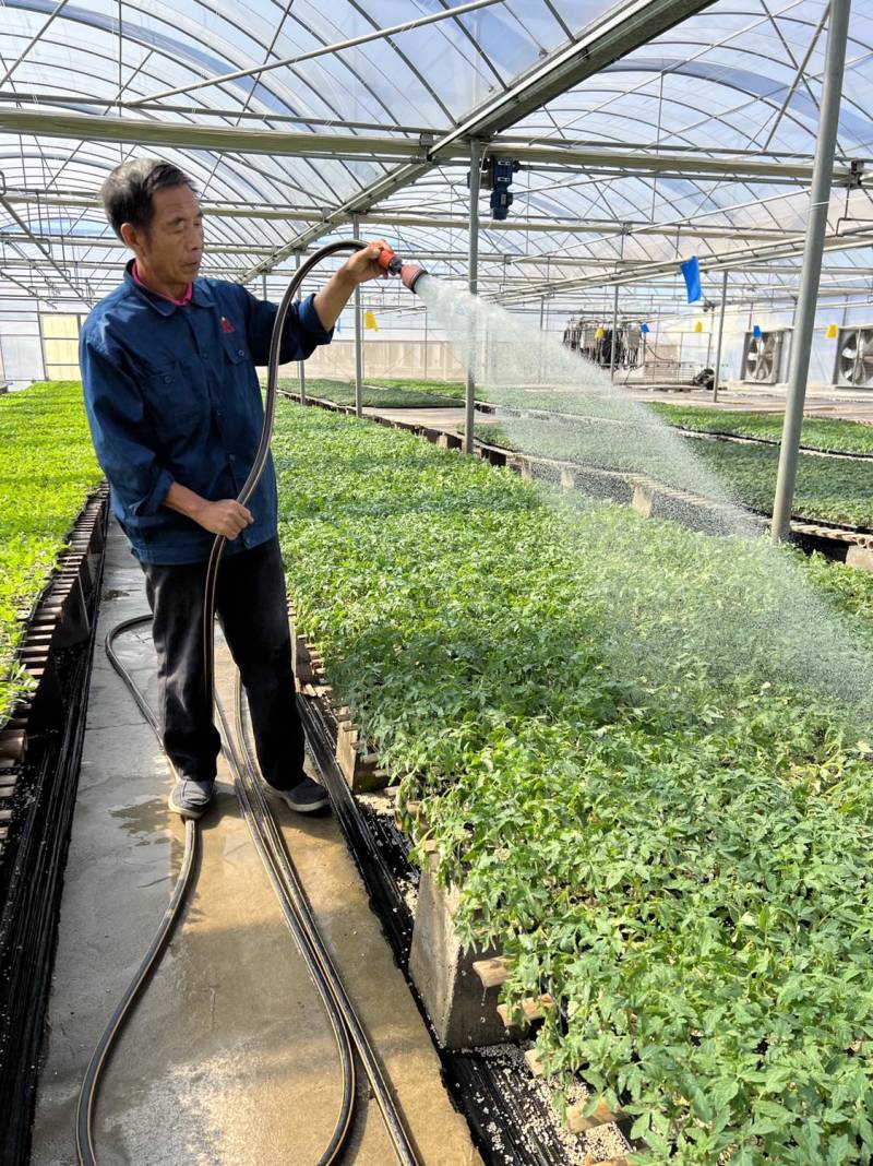 西红柿苗寿光西红柿苗，基地先挖现发抗病毒抗死成活高