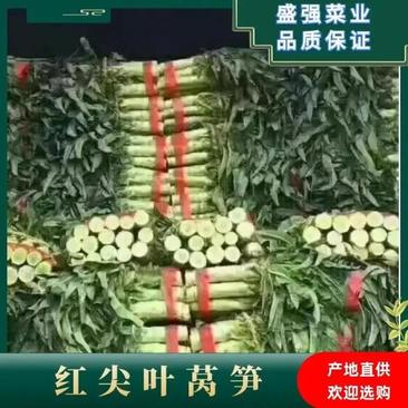 福建飞桥紫叶香莴笋2斤以上50~60cm