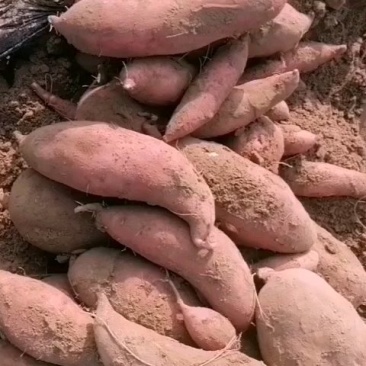 东光县龙薯
