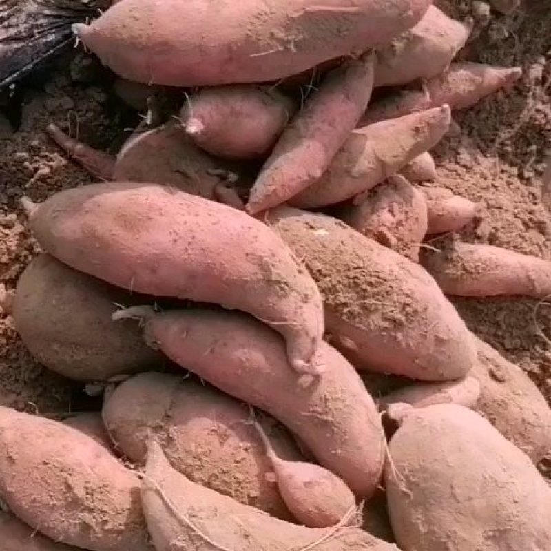 东光县龙薯