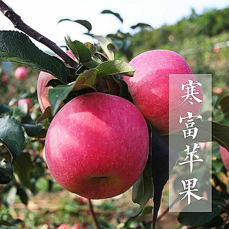 【精品寒富苹果】东北苹果产地直发甜度高水分足可视频看货