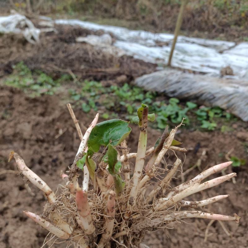 四川达州高山优质扎耳根，鱼腥草，量大品质好交通方便