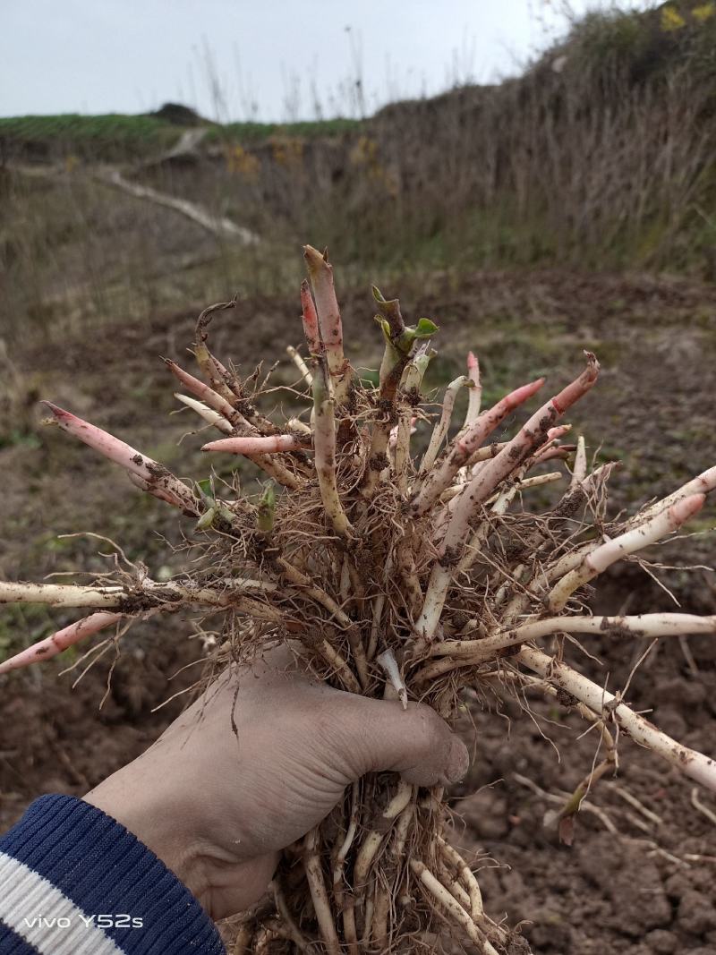 四川达州高山优质扎耳根，鱼腥草，量大品质好交通方便