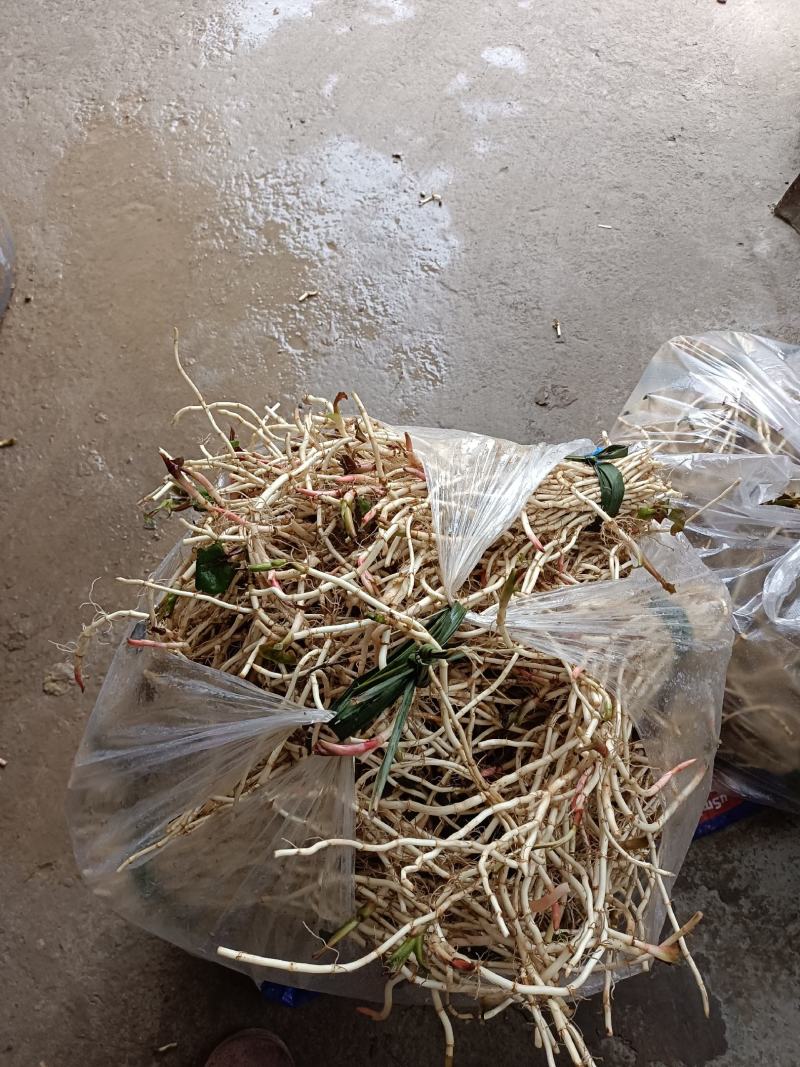 四川达州高山优质扎耳根，鱼腥草，量大品质好交通方便
