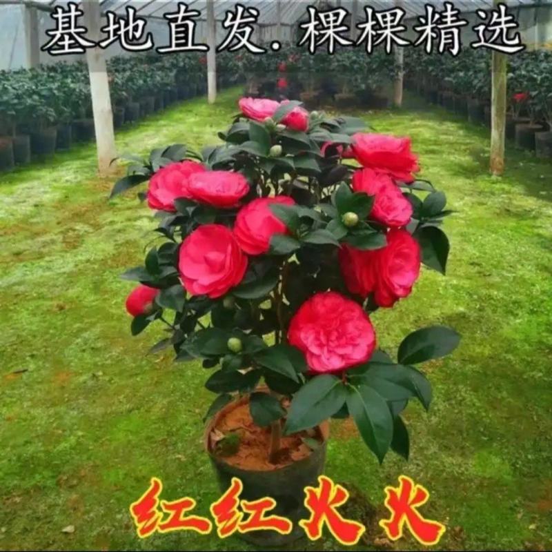 六角大红赤丹茶花盆栽福建龙岩基地直供