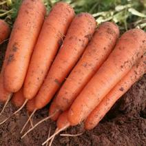 胡萝卜，产地新疆，沙土种植，昼夜温差10余度