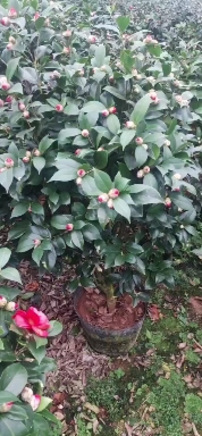六角大红赤丹茶花盆栽福建龙岩基地直供