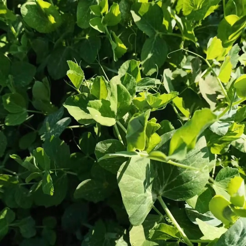 【荐】精品豌豆苗豌豆叶豆头豆叶标准一叶一心大朵颈短豌豆头