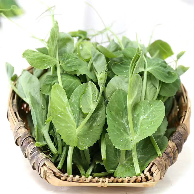 【荐】精品豌豆苗豌豆叶豆头豆叶标准一叶一心大朵颈短豌豆头