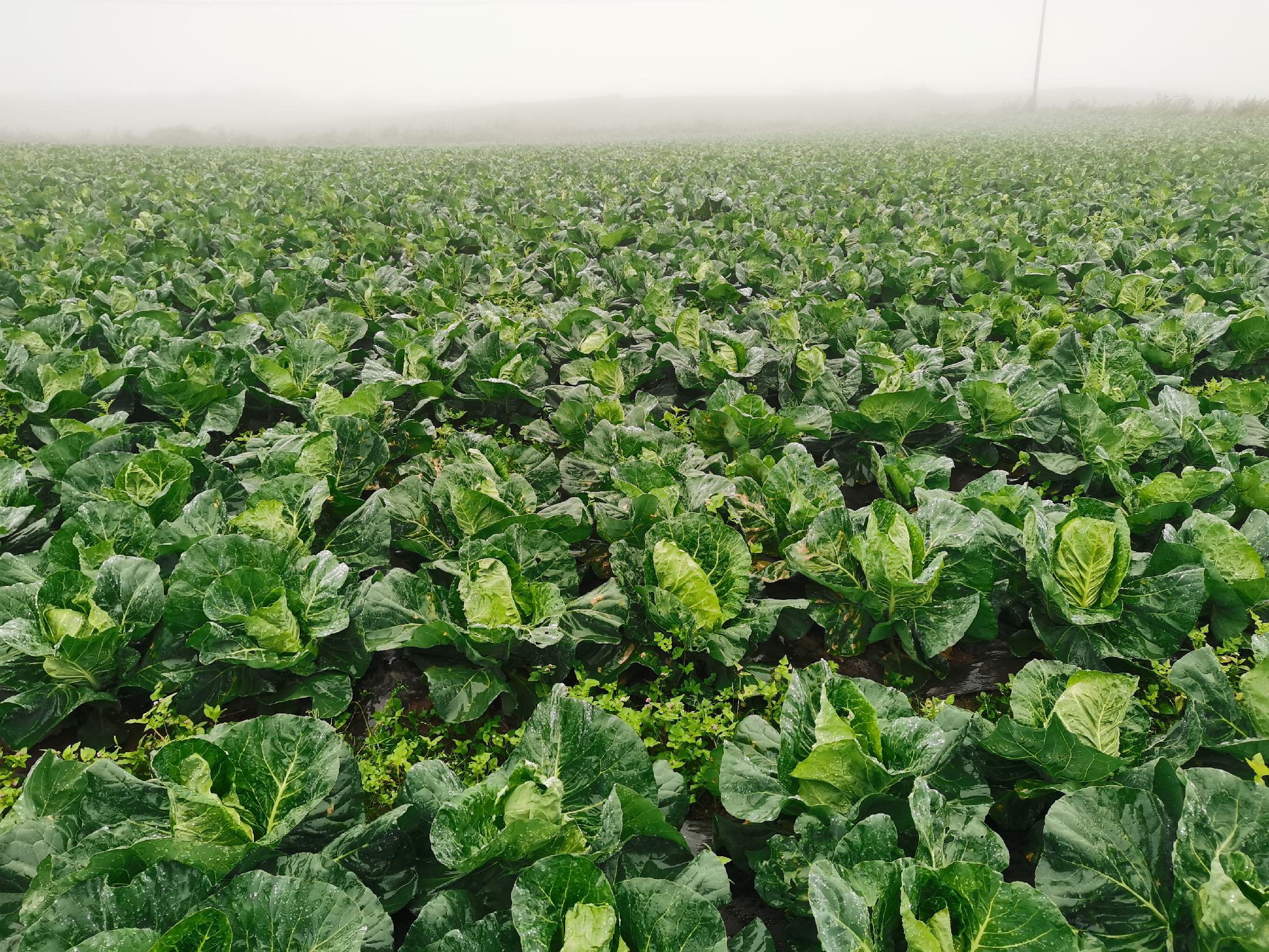 展示羽衣甘蓝在田间整齐排列的种植情况,背景为清晨阳光照射下的农田景象 羽衣甘蓝田间种植实景图