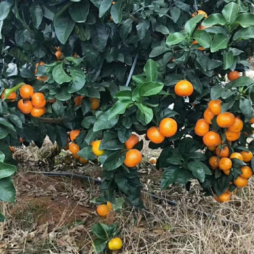 金秋砂糖橘准备大量上市