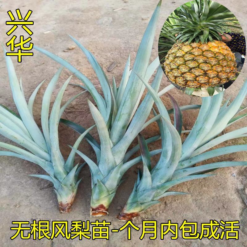 凤梨苗台湾金钻甜蜜蜜凤梨苗阳台盆栽可种植