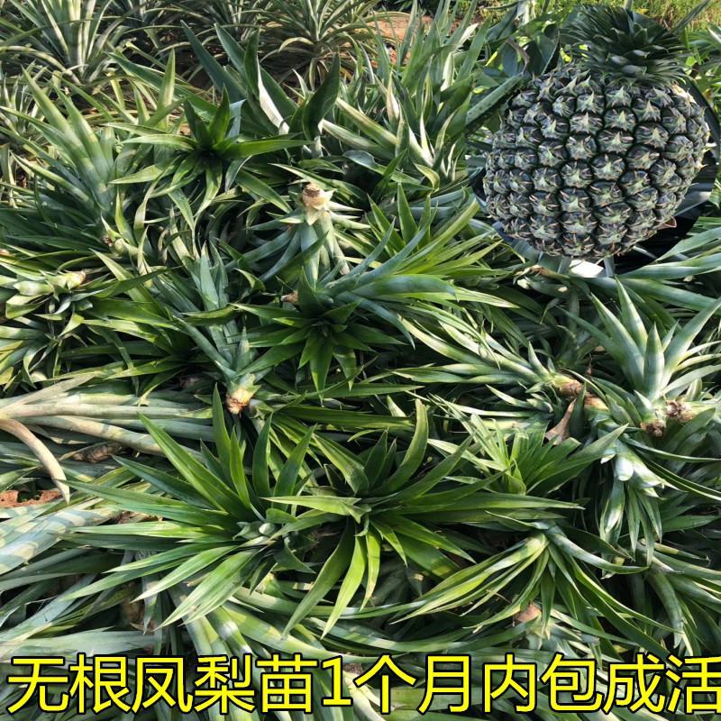 凤梨苗台湾金钻甜蜜蜜凤梨苗阳台盆栽可种植