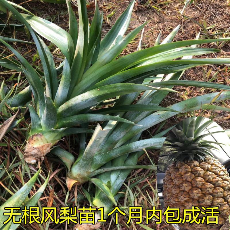 凤梨苗台湾金钻甜蜜蜜凤梨苗阳台盆栽可种植