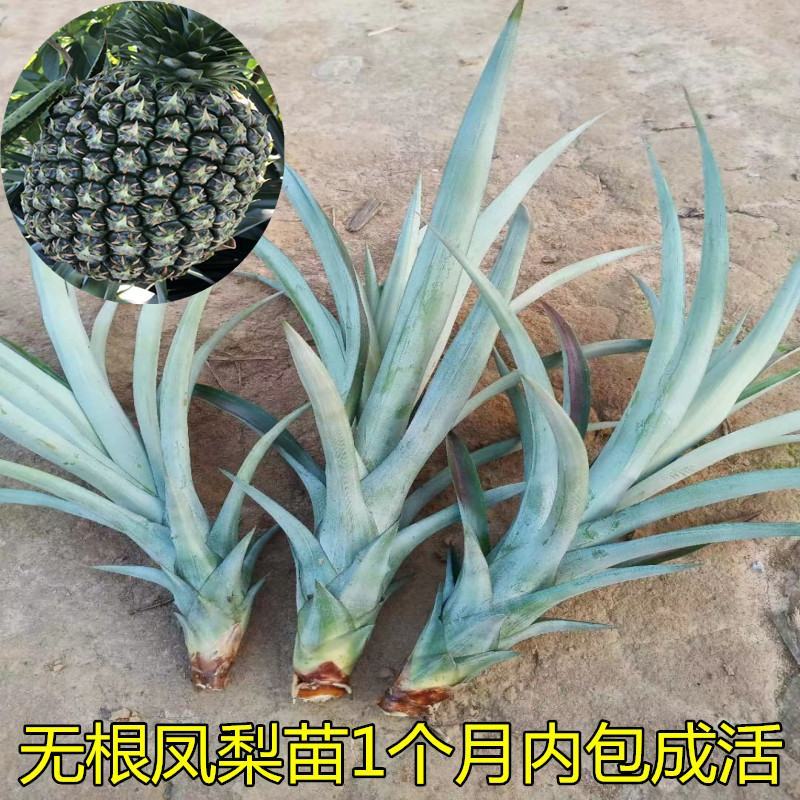 凤梨苗台湾金钻甜蜜蜜凤梨苗阳台盆栽可种植