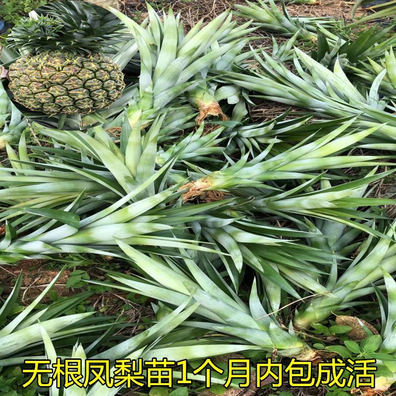 凤梨苗台湾金钻甜蜜蜜凤梨苗阳台盆栽可种植