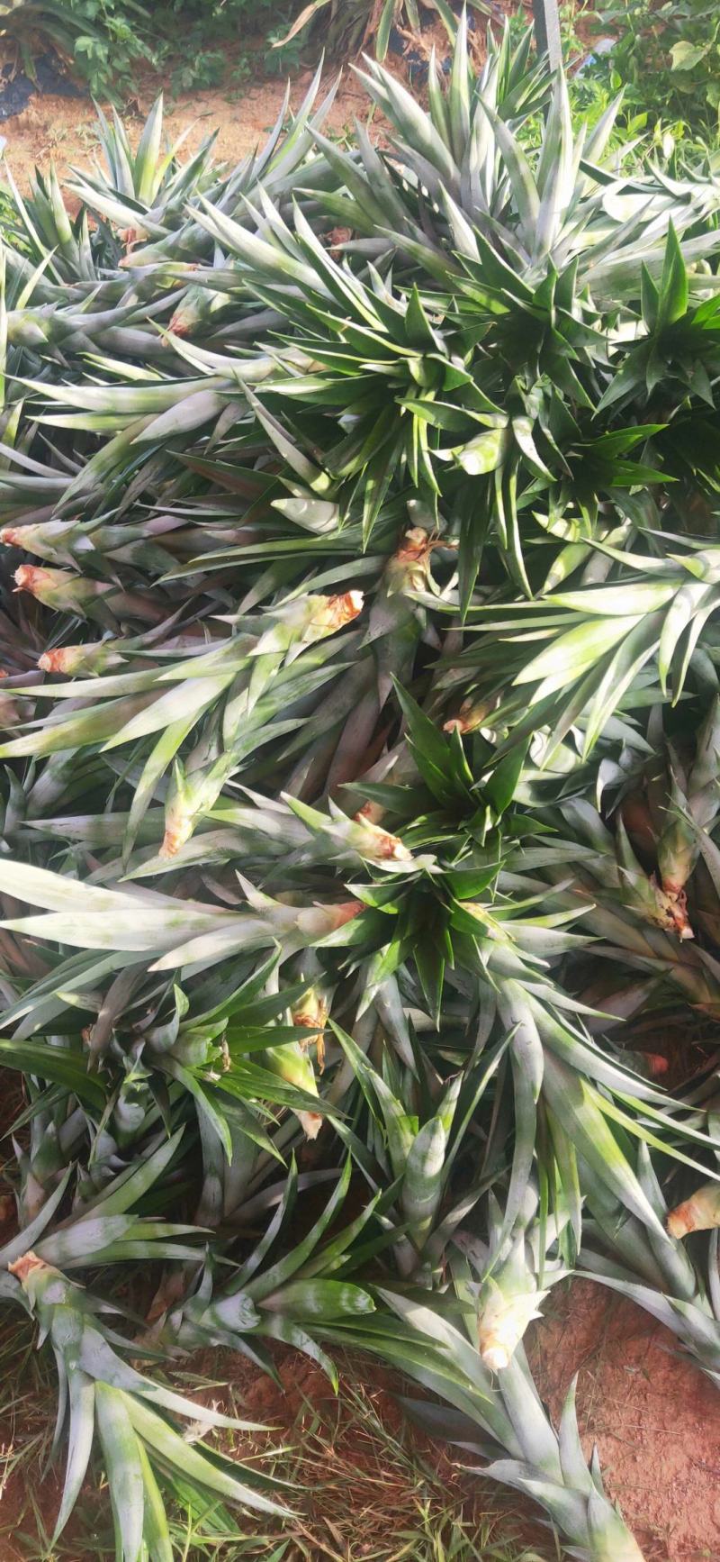 凤梨苗台湾金钻甜蜜蜜凤梨苗阳台盆栽可种植