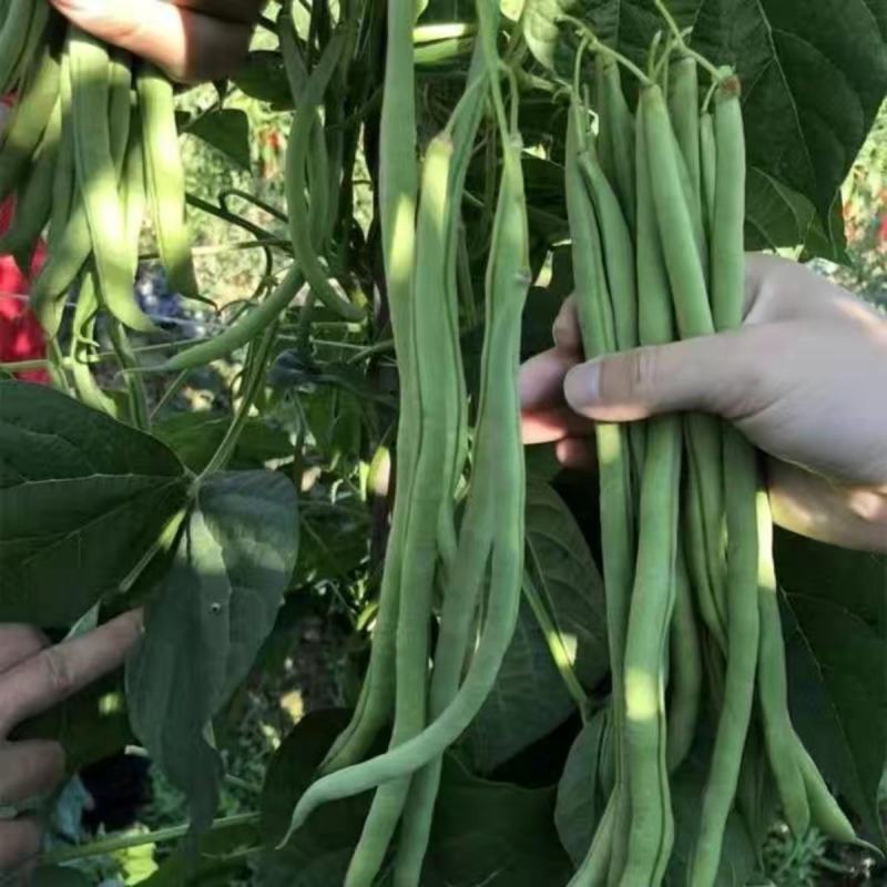 泰国无筋架豆王种子无丝豆特长架豆种籽四季豆种子早熟高产蔬