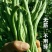 泰国无筋架豆王种子无丝豆特长架豆种籽四季豆种子早熟高产蔬