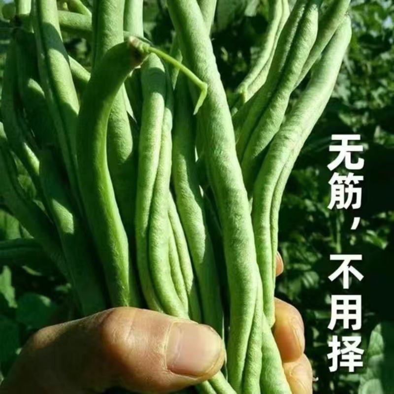 泰国无筋架豆王种子无丝豆特长架豆种籽四季豆种子早熟高产蔬