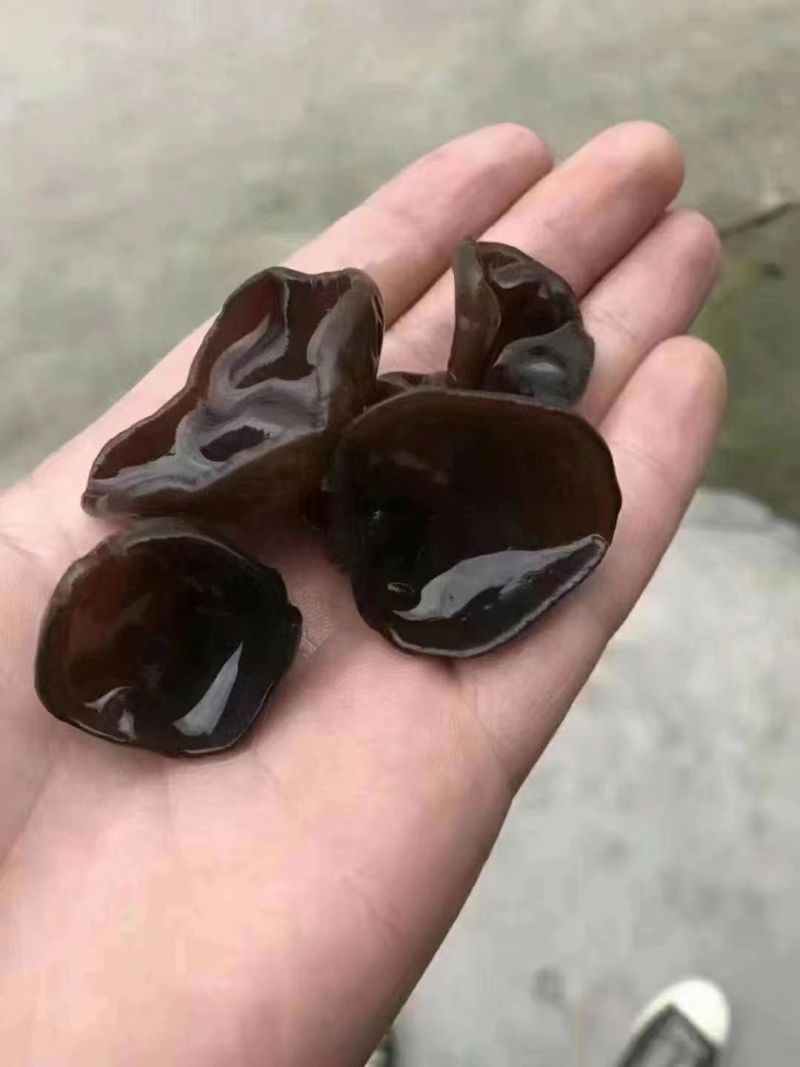 黑木耳小木耳原产地跑江湖批发地摊