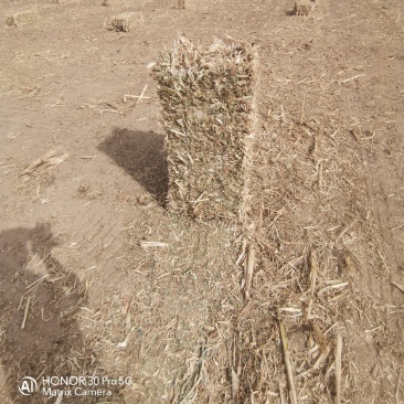 玉米秸秆牧草稻草甘肃牛羊马草料