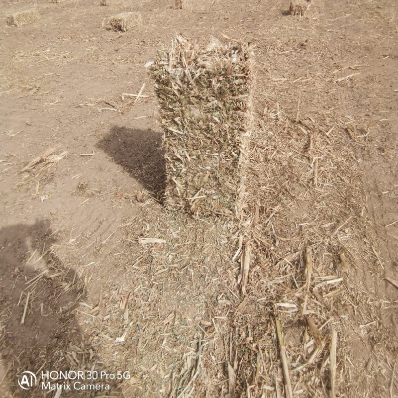 玉米秸秆牧草稻草甘肃牛羊马草料