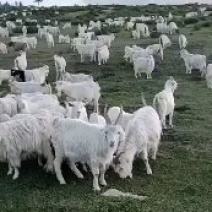 霍山羊