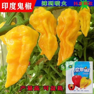 印度魔鬼椒种子特辣超级辣辣椒种子菜园阳台高产辣椒籽四季蔬