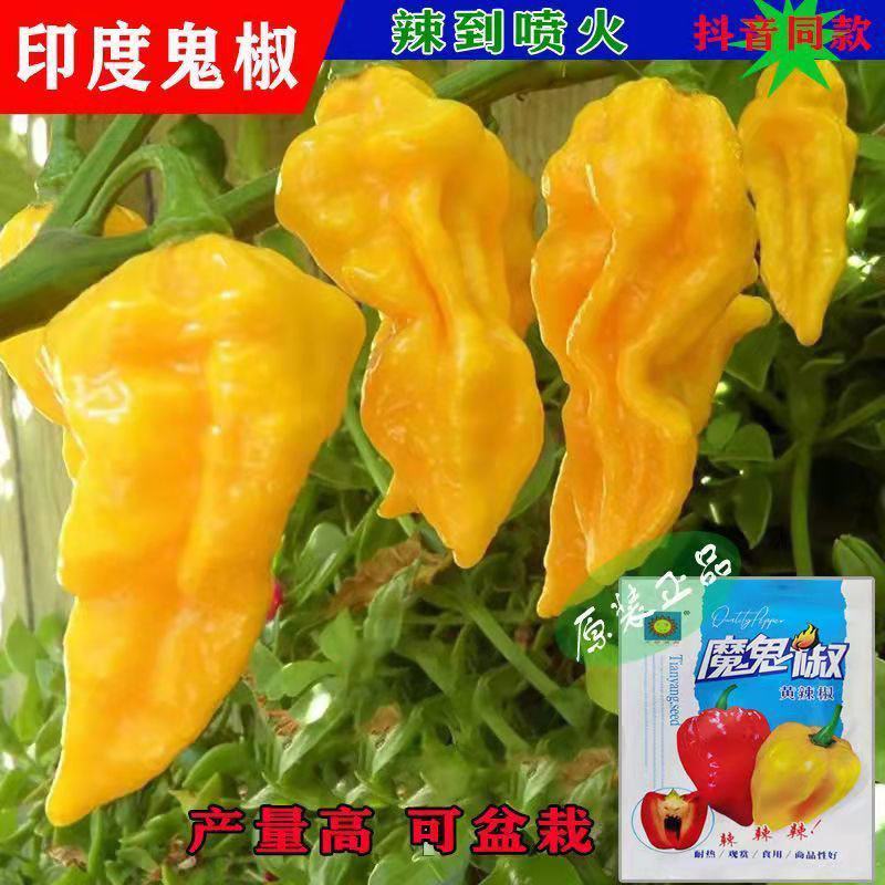 印度魔鬼椒种子特辣超级辣辣椒种子菜园阳台高产辣椒籽四季蔬