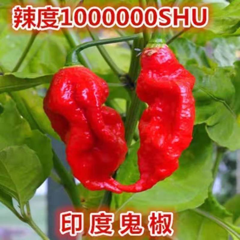印度魔鬼椒种子特辣超级辣辣椒种子菜园阳台高产辣椒籽四季蔬