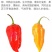 印度魔鬼椒种子特辣超级辣辣椒种子菜园阳台高产辣椒籽四季蔬