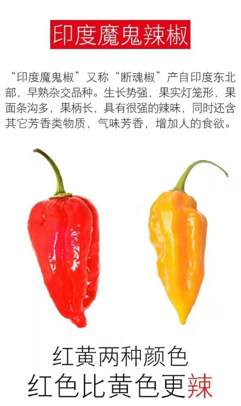 印度魔鬼椒种子特辣超级辣辣椒种子菜园阳台高产辣椒籽四季蔬