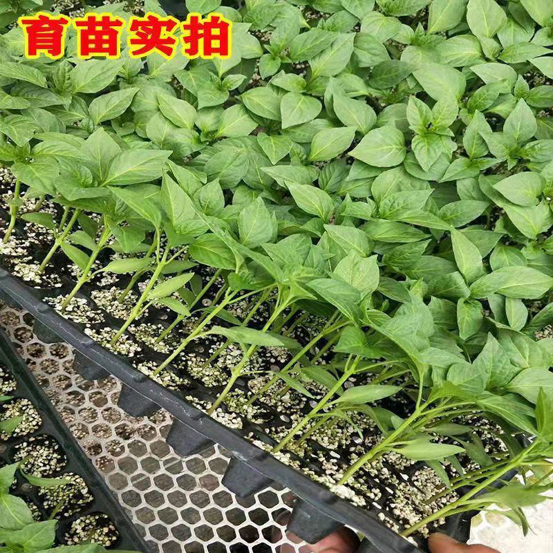 印度魔鬼椒种子特辣超级辣辣椒种子菜园阳台高产辣椒籽四季蔬